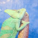 chameleoni-7-neuveritelnych-tajemstvi-nad-kterymi-se-vam-zataji-dech.jpg