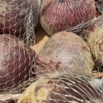 hnojeni-cervene-repy-v-cervnu-jak-pestovat-sladkou-repu-bez.jpg