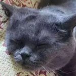 muzete-probudit-kocku-kdyz-spi-co-rikaji-veterinari-a-co.jpg