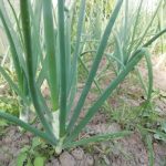po-tomto-hnojivu-roste-cibule-jako-pest-zahradkari-jsou-z.jpg