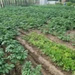 co-delat-kdyz-brambory-napadne-phytophthora-urgentni-metoda-jak-zachranit.jpg