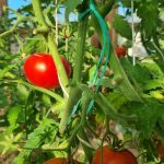 letni-prevence-phytophthora-4-kroky-k-zachrane-rajcat.jpg