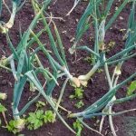 rezani-peri-cibule-hlavni-chyba-cervence-pripravit-se-o.jpg