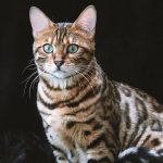 tyto-kocky-jsou-chytrejsi-nez-psi-8-plemen-ktera-rozumi.jpg
